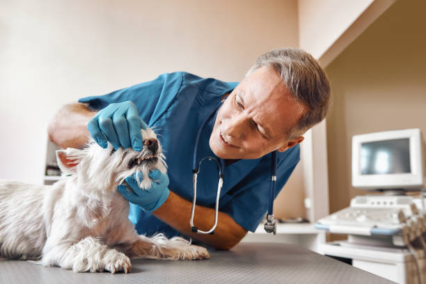 Best Emergency Root Canal Treatment in Kankakee, IL